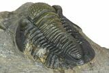 Two Detailed Gerastos Trilobite Fossils - Morocco #376924-12